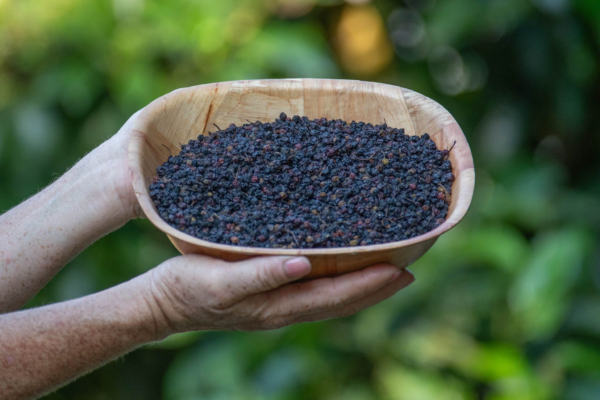 Saucó bayas (Sambucus nigra) 100gr